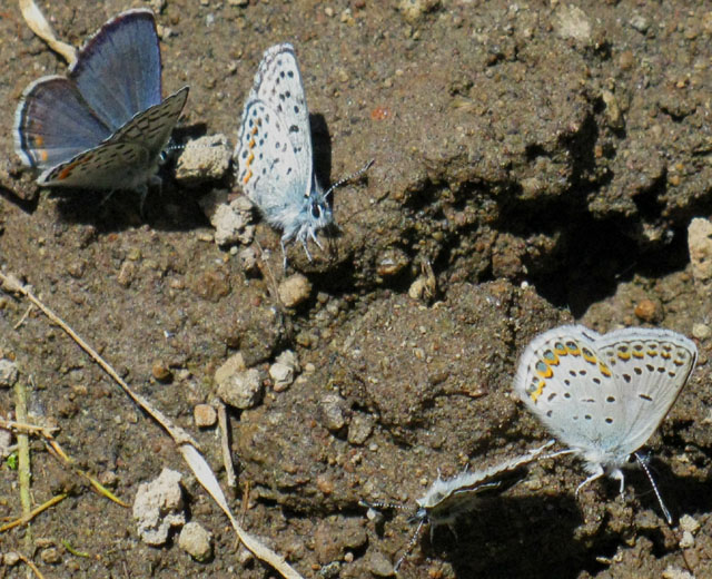 Butterflies in the Carson Gap